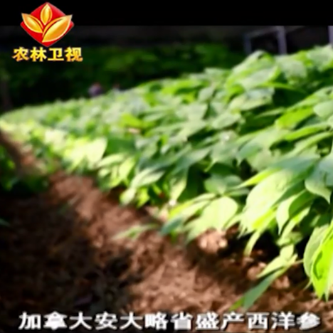 安大叔西洋参生态农场