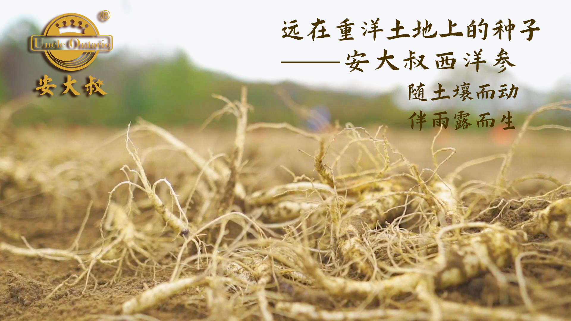 安大叔西洋参——加拿大生态农场